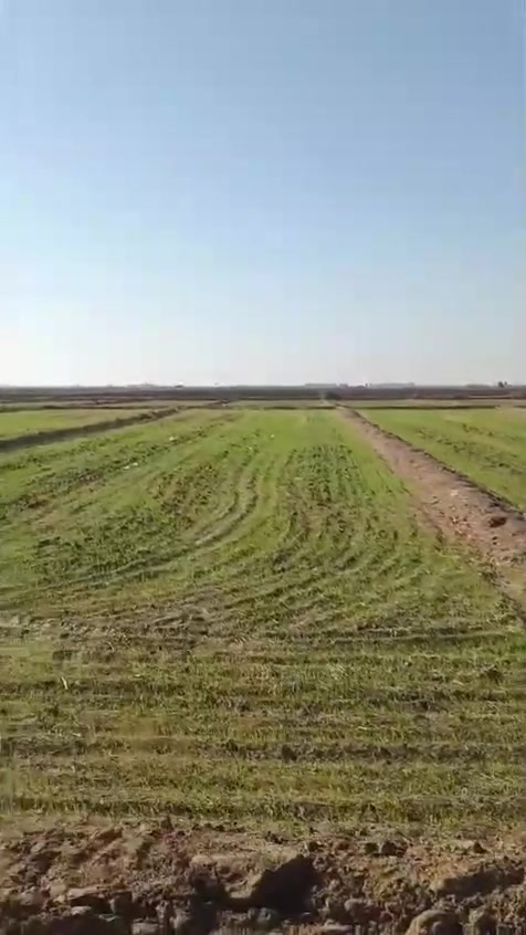 بلرهيمه • ٥٠ دونم • بيت ونخل