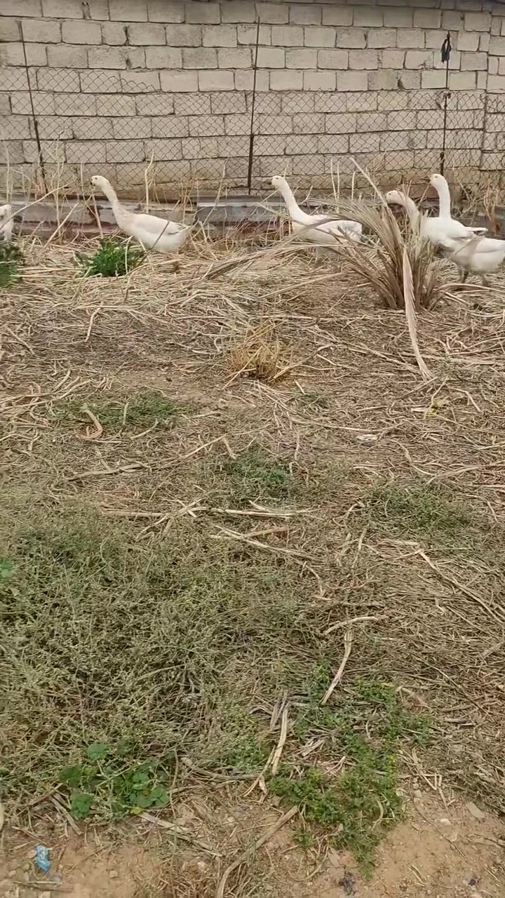 شاميات • للبيع