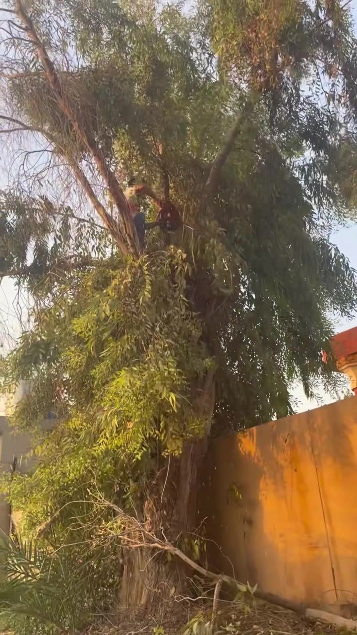 سلام عليكم اي واحد يريد تقليم كص اشجار هذا رقمي ***********
