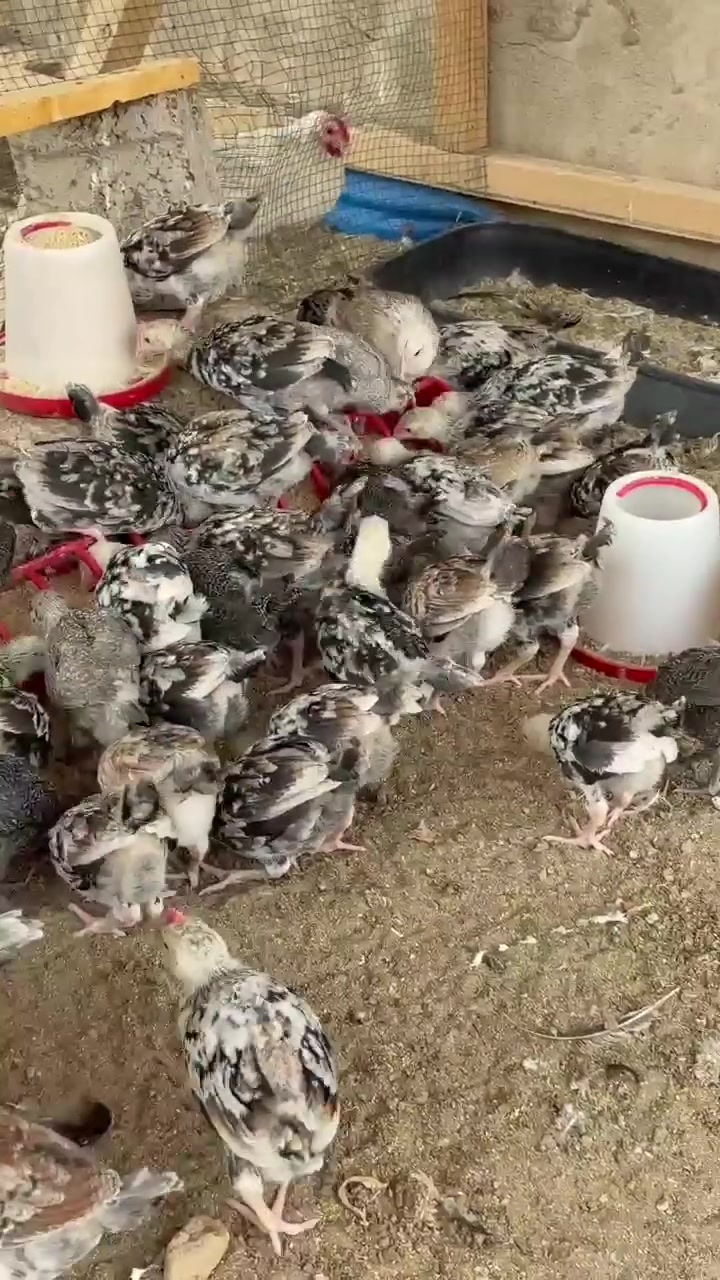 دندراوي • ٥٠ فراخ • بيع زوجي