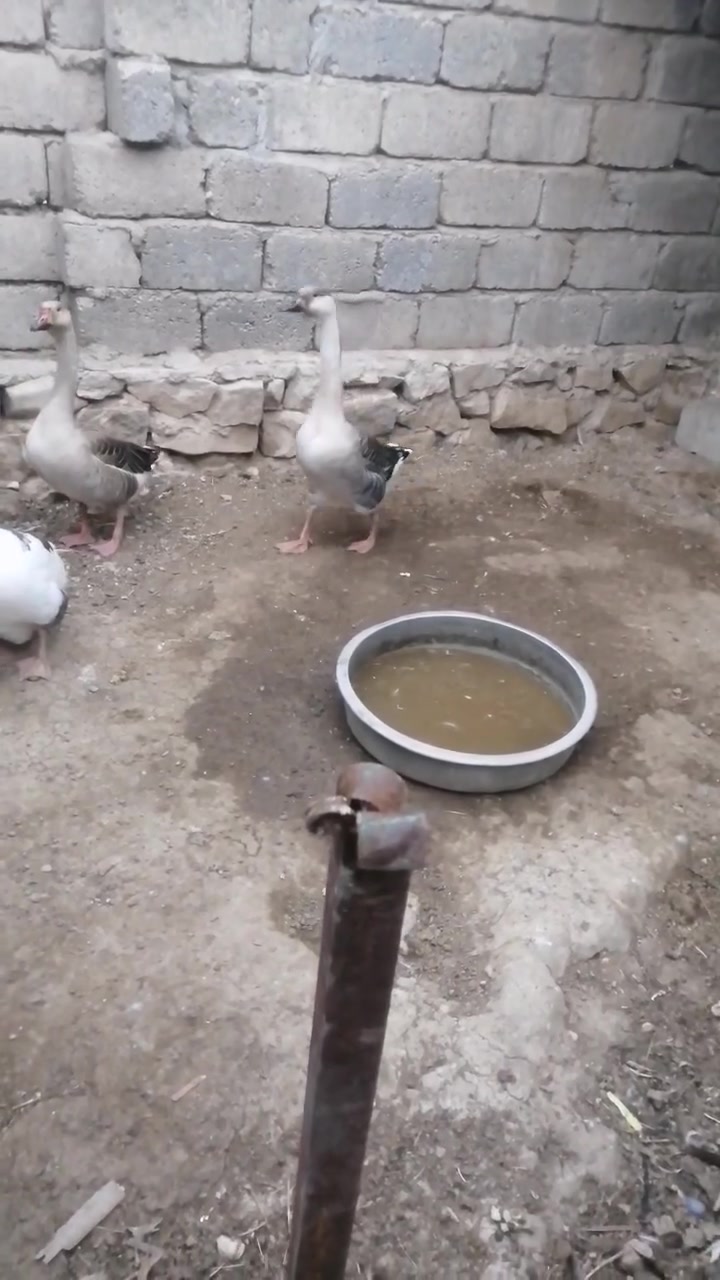 غازات • للبيع • تعال خاص