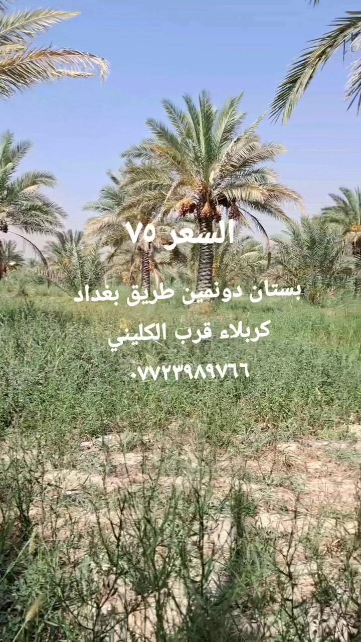 ٥٠٠٠م • قرب الكليني • ٧٠ نخلة