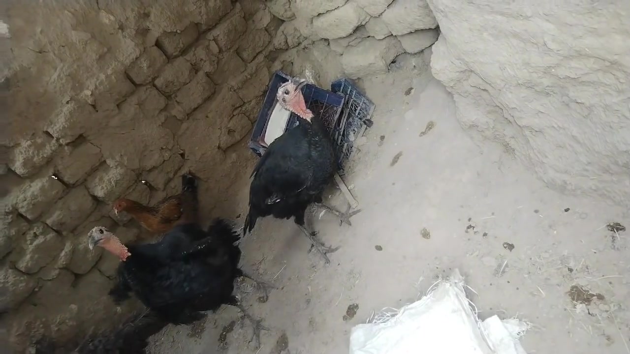 البدير • يعاد نشر • وعود كاذبة