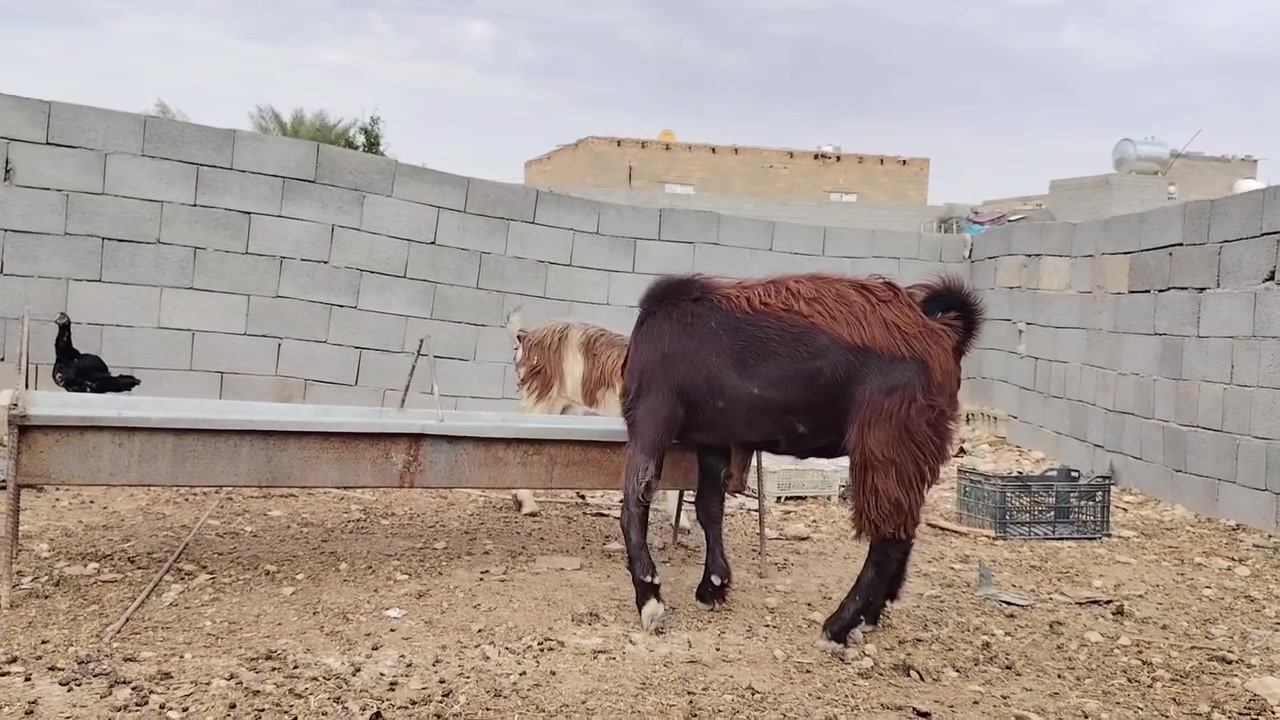 عنز • تحلب مرتين باليوم • فحل سوري أصلي