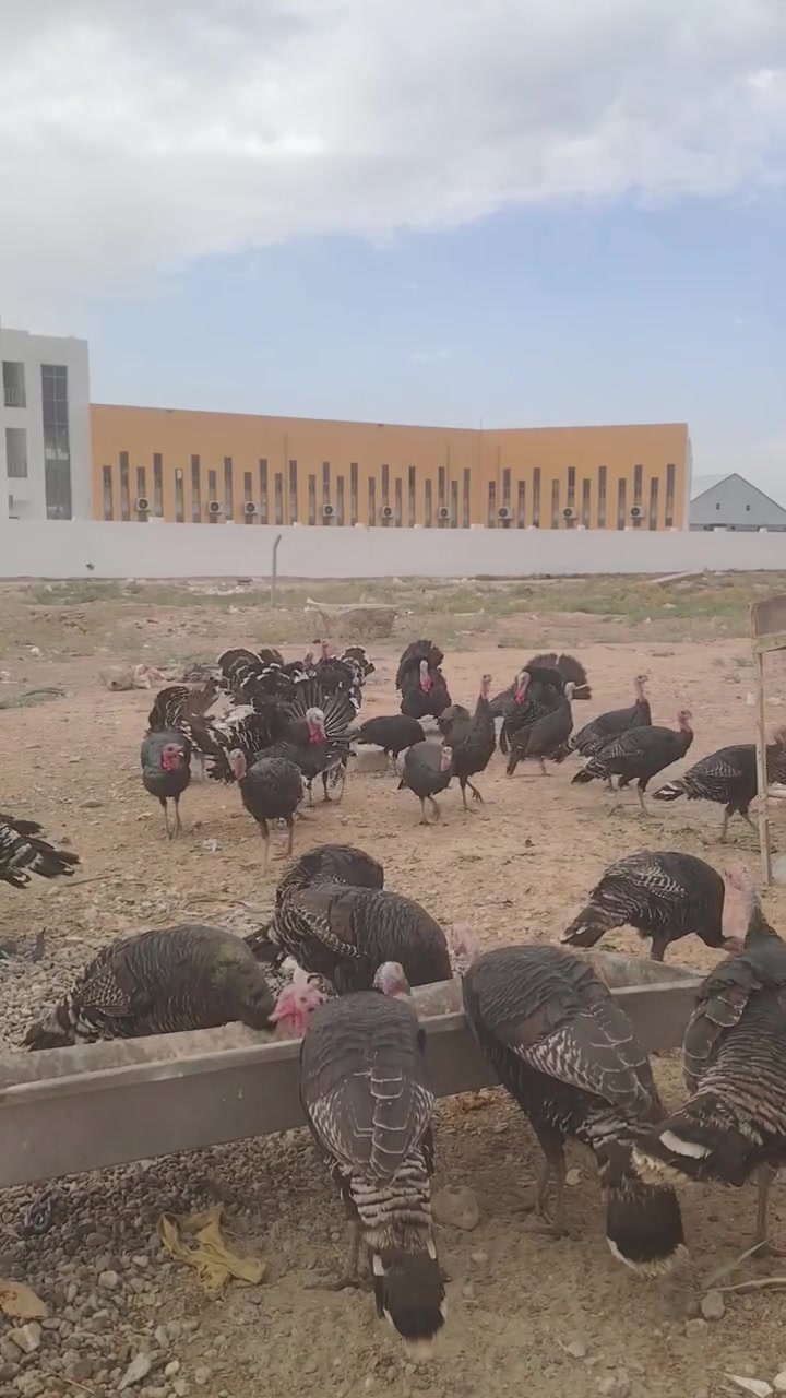 تكريت الديوم • سمان • ٣٥