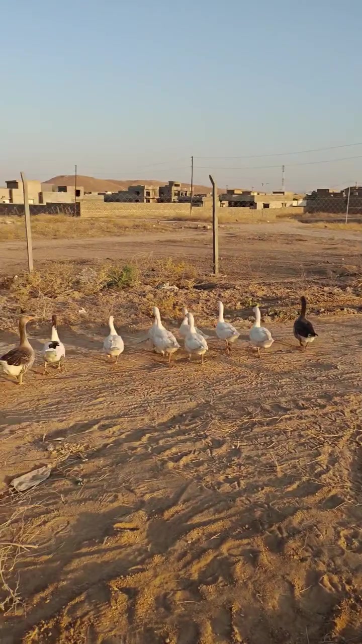 متاح قازات عدد 10 /***********

