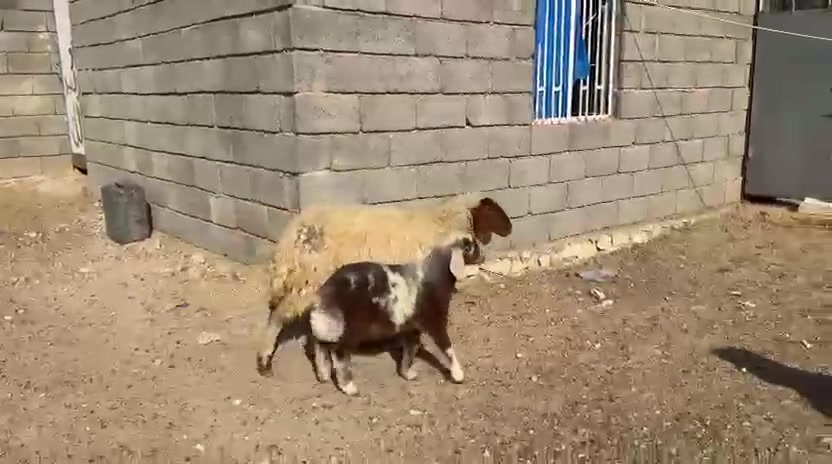 اخوان جبنالكم ثنيه اول بطن مبدله سنين وراها خروف ارخم يخبل ماشاءالله ثنيه كفاله عامه شرط سن وشطر  ونصاح مكانها الانبار مدينه حديثه سعرها 735  وبيها َ مجال يوجد توصيل حسب الاتفاق ***********
