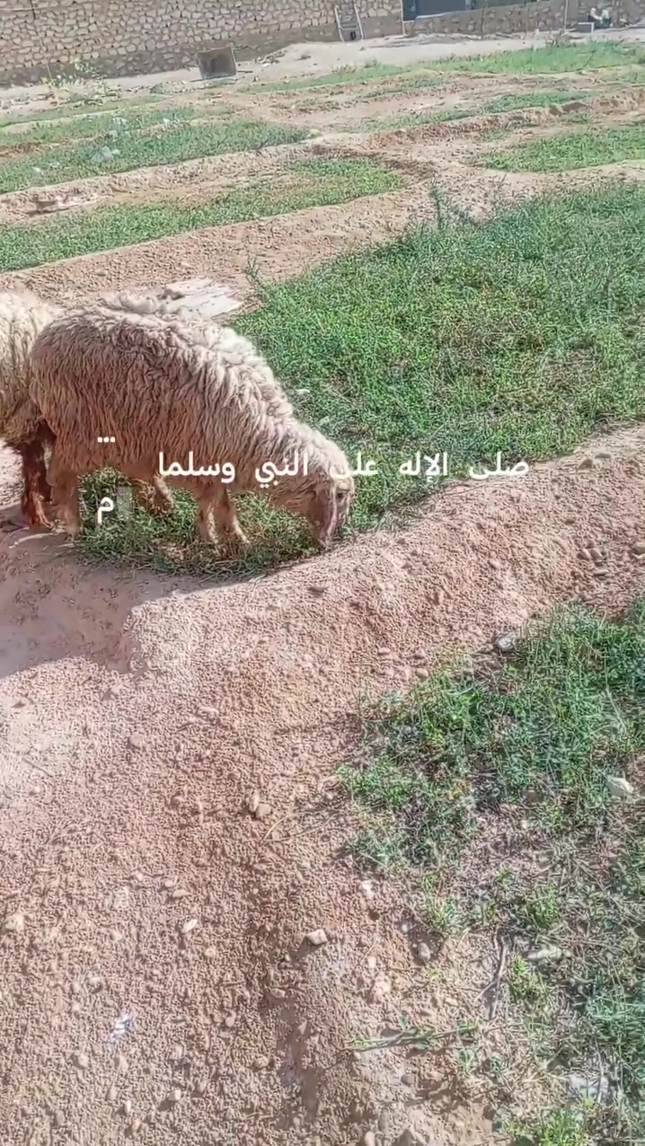 مطلوب ٢ • شغل • مرتبات