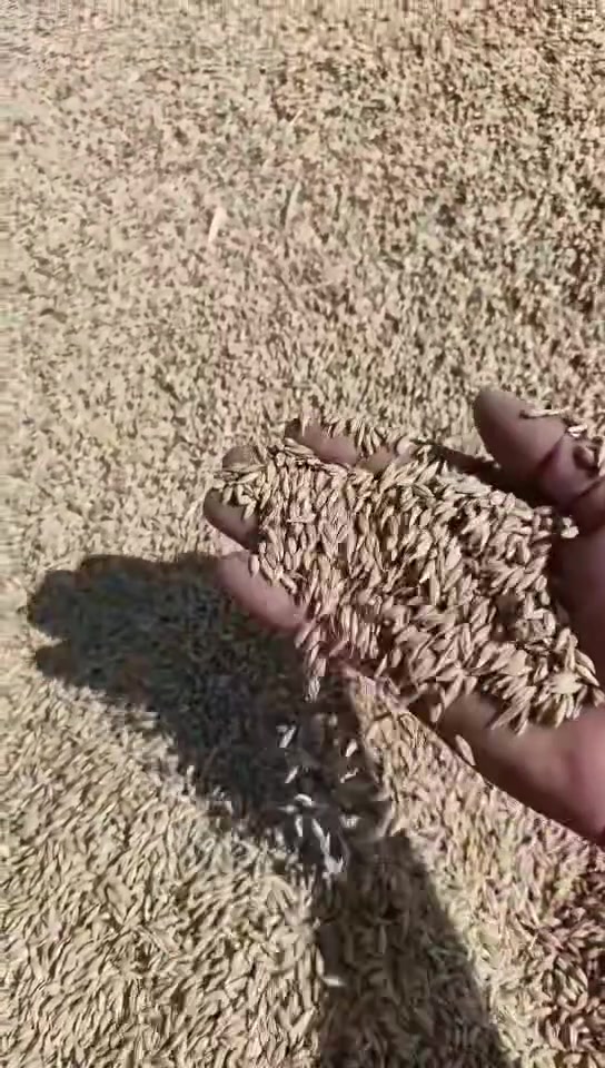 السلام وعليكم اخوان شعير ابيض اكراني الوزن ٢ طن المكان ناحية النمرود سعر ٤٨٠ الطن ***********

