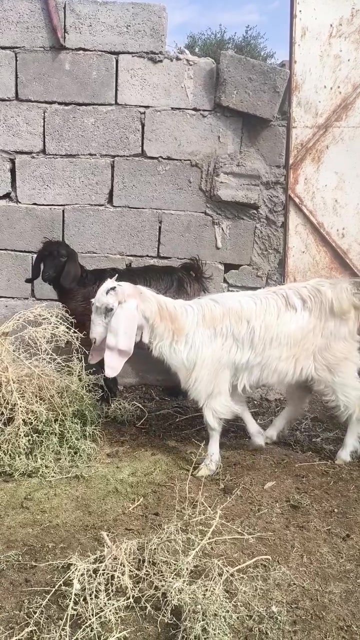 بسم الله وصلاه ع نبي محمد وآل محمد 
متاح توم جدي وصخله مال ربط درجه اولئ امهاته حلابه  
جدي وصخله حلوات ونشاطه وشرط النصاح 
الزوج اثنين ب ٣٥٠
مكاني حديثه شيخ حديد يوجد توصيل لجميع حسب الاتفاق لشراي يتصل ويدلل 
***********

