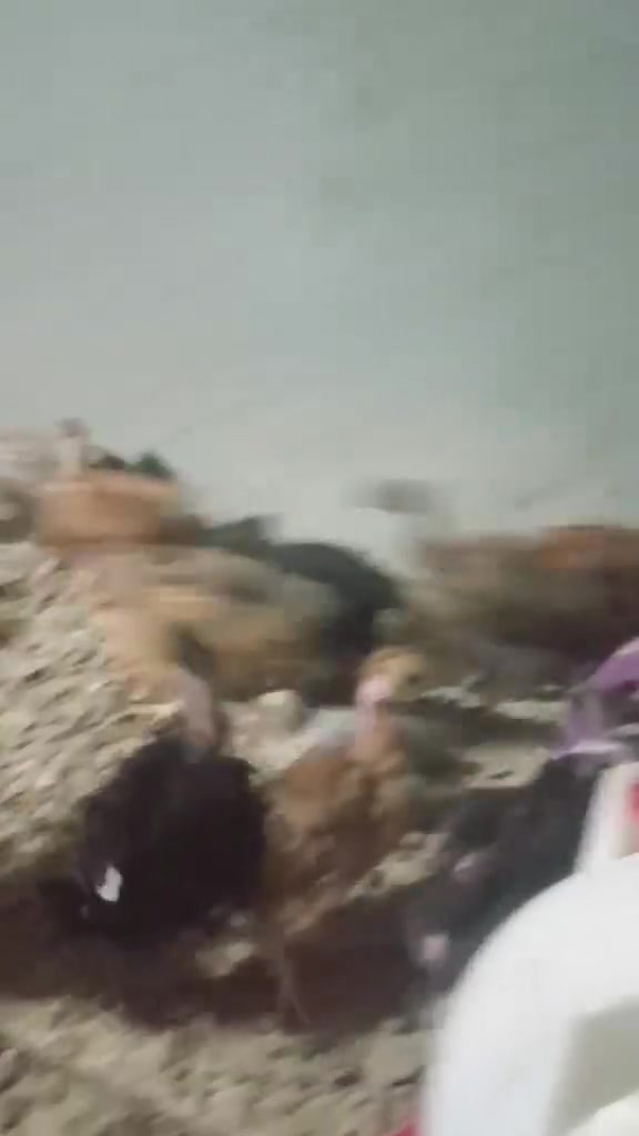 فراريج ابو ركيبه • نشاط فول • حديثه الشيخ حديد