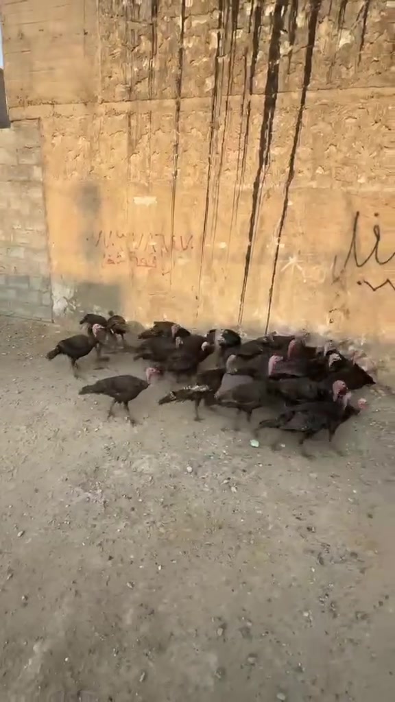 ماشادالله متاح فسيفس كميه محدوده متوفر شلع او مفرد للتواصل خاص او اتصال علئ الرقم ***********
