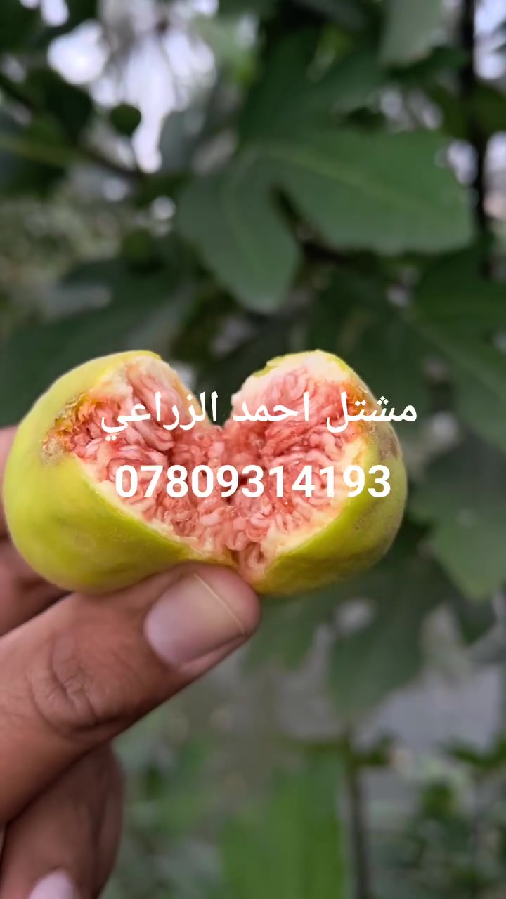تين أصفر عسلي • تين أسود تركي • مشتل أحمد