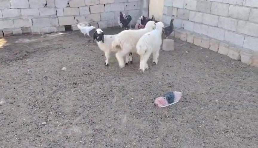 هونر X9c • للبيع • ٣ قطع
