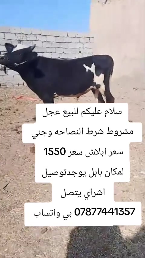 عجل • بابل • توصيل
