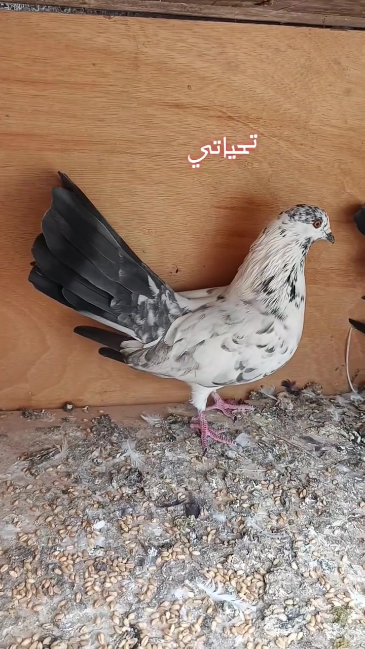 مشاجير رس • خط أول • ٥ زواج