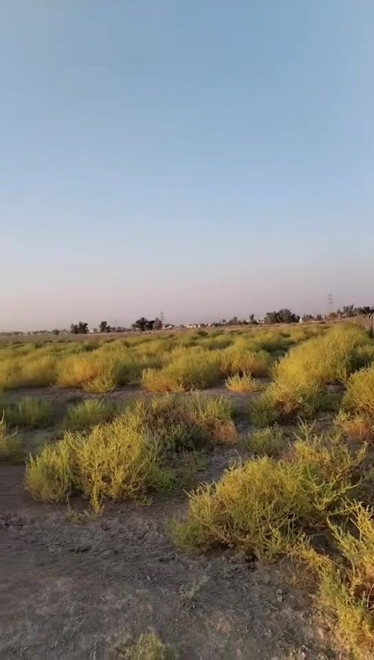 السلام عليكم و رحمة الله،
عقد زراعي مساحة 20 دونم على قرار 35 يتوفر  بيع الدوانم حسب الطلب موقع العقد خلف مشروع الماء الكبير قرب اسالة ماء منطقة السبعة الاف للاستفسار ***********
