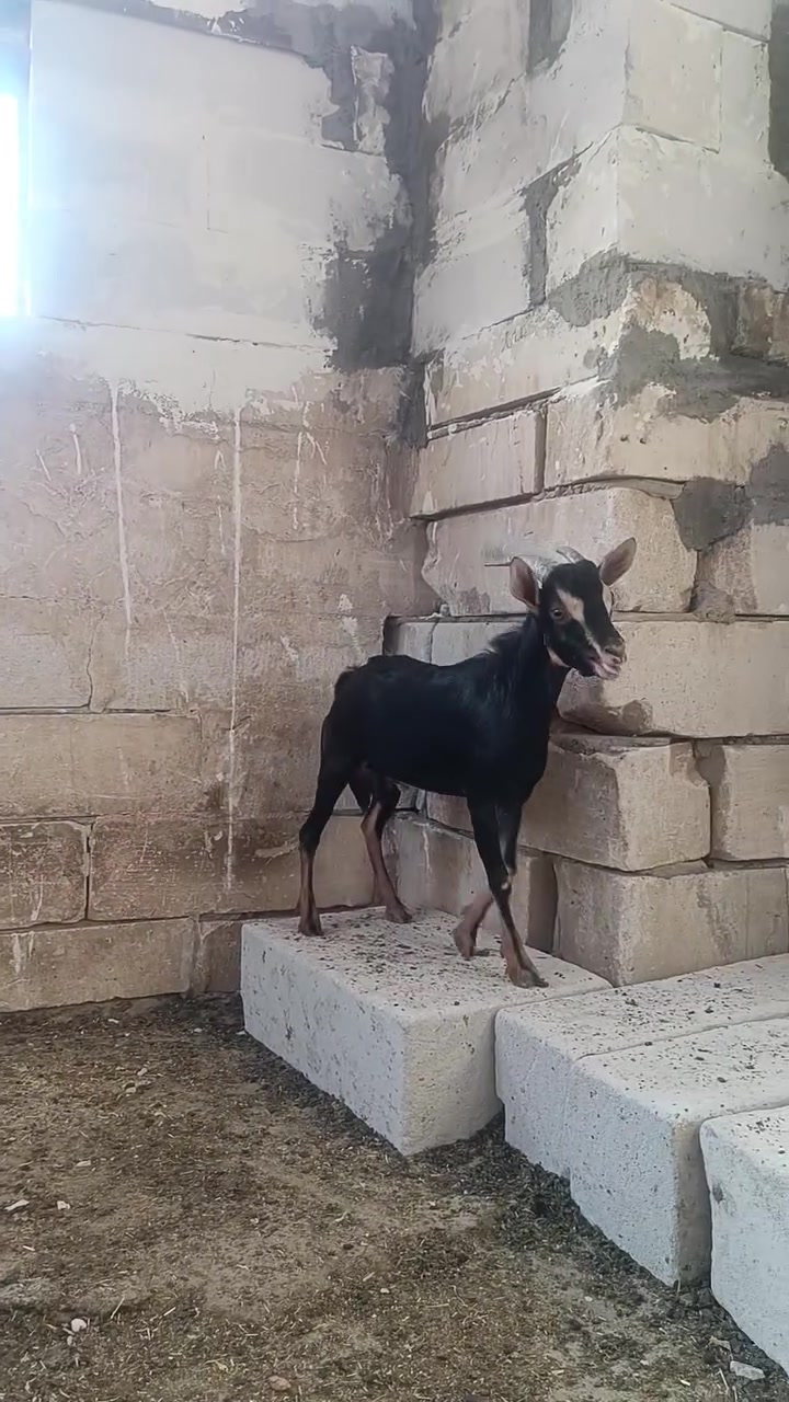 فحل • قزم • بصرة