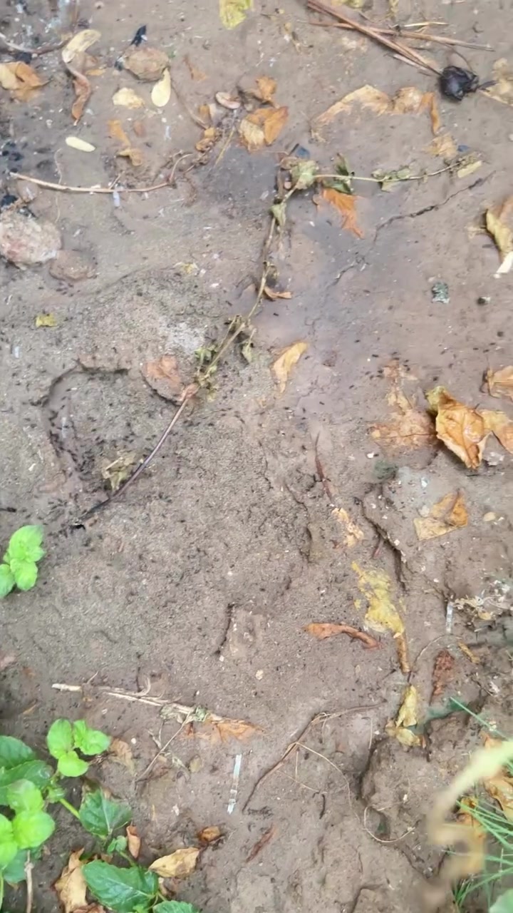 ⁨ مبيد النمل والديدان المحبب 🐜😈 
آمن على زرعك .. وقاتل لعدوك 
  للاستفسار والطلب يرجى التواصل على الخاص 
او الواتساب ***********
#زراعة #حدائق #مبيدات #ديكور #نصائح⁩
