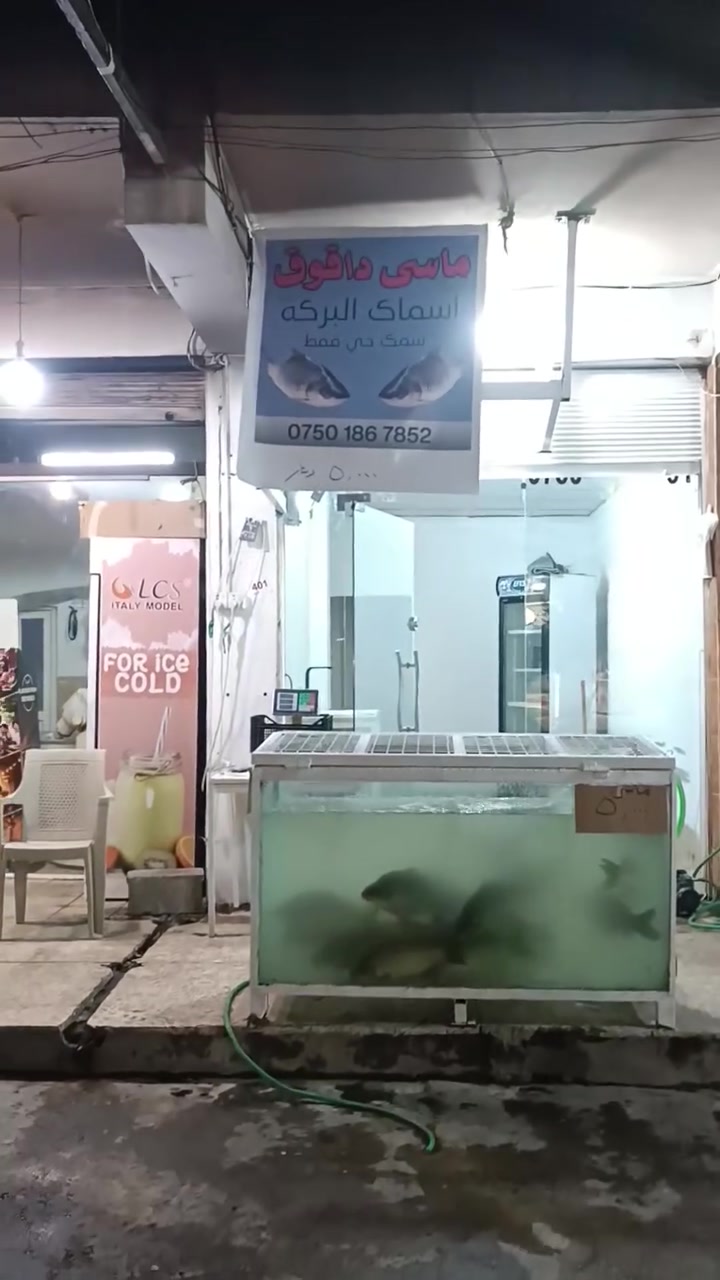 اسماك داقوق • كارب • هفلان