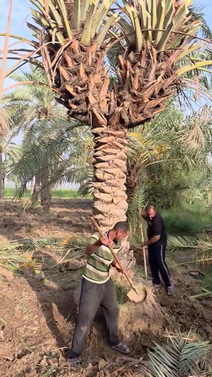 واسط • قضاء الصويرة