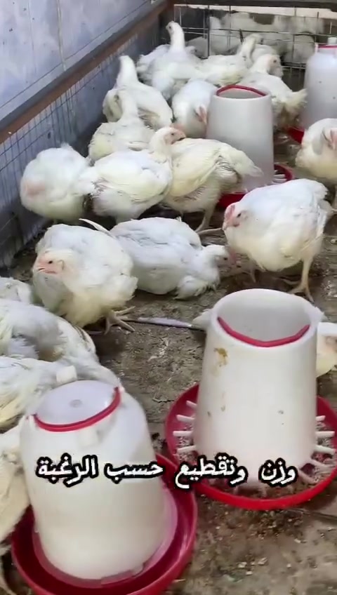 سلام عليكم اليوم الاحد سعر الكيلو دجاج ب3250 ولتقطيع ب4500صدر افخاذ اجنحه اكباد حواصل ولركب  ب1000ا الكيلو مكاني بغداد الجديده النعيريه مجاور مجمع عامر قريب كنيسة مريم ***********فقط واتساب مكتب ومحلات ابو جود
