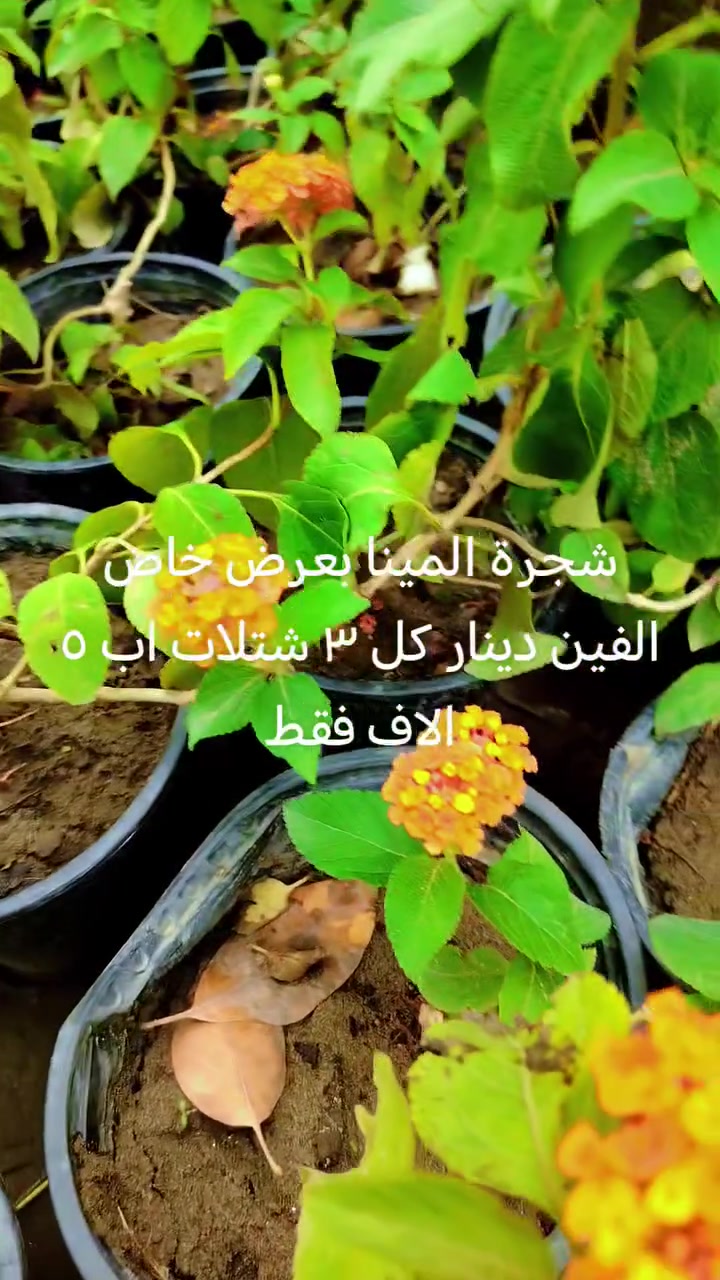 شجرة المينا • ٣ شتلات • مشتل البشائر