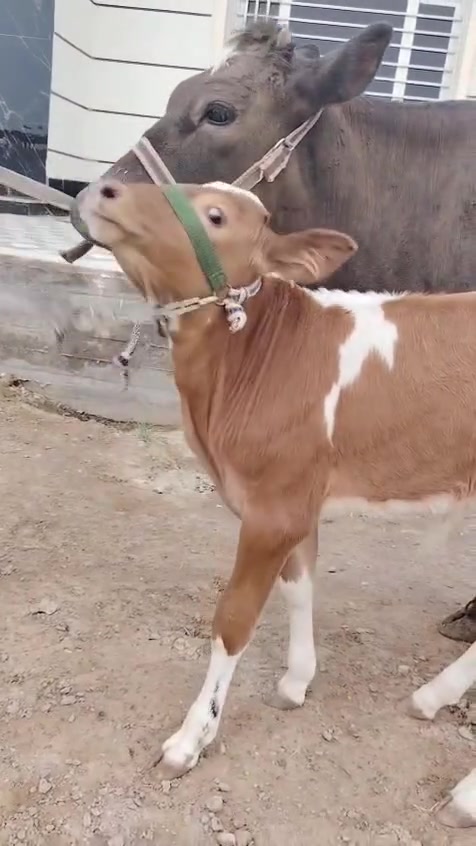 براون • عجل • بغداد ابي غريب