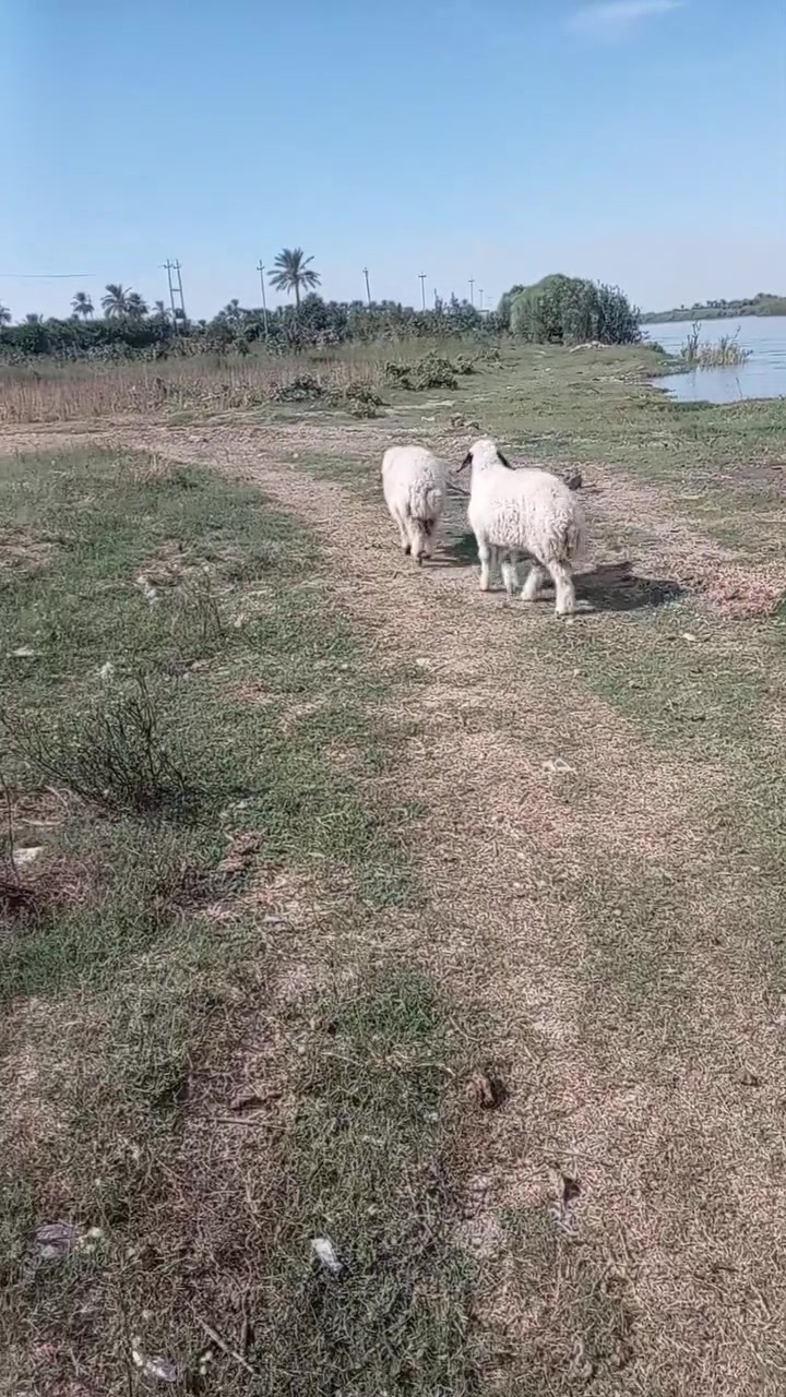 فطايم • النصاحة • سمان
