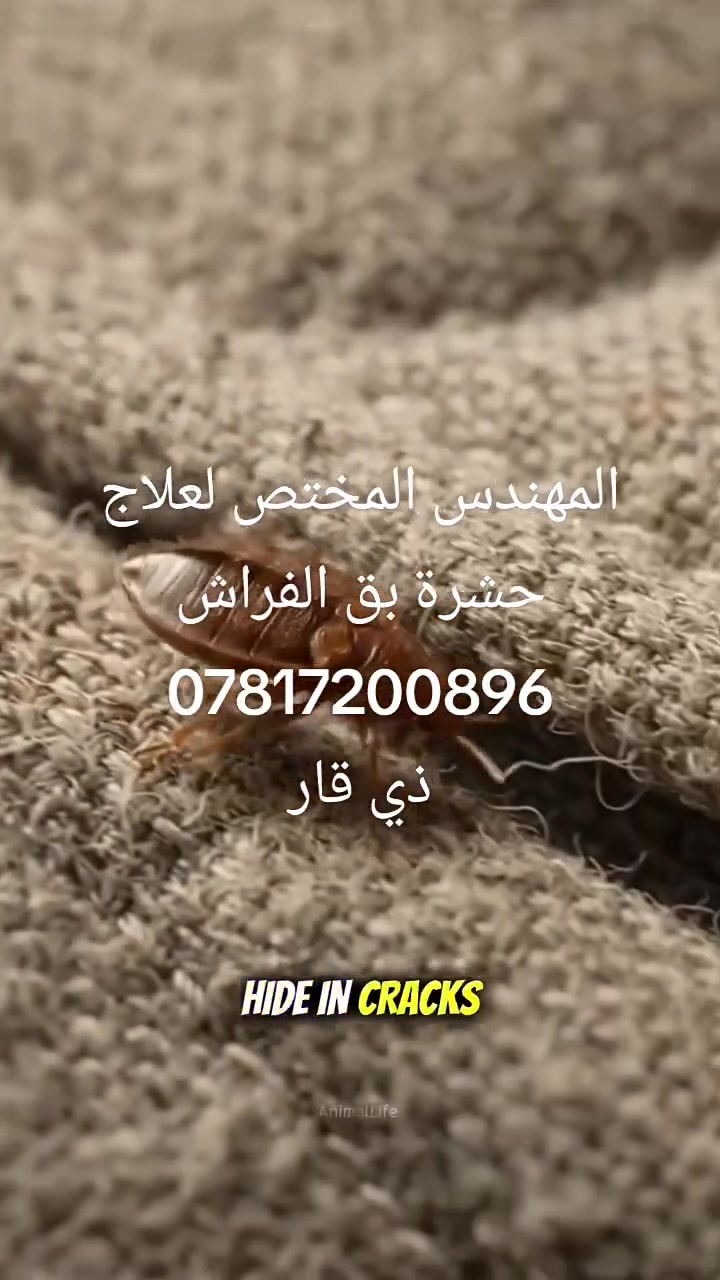 هذه الحشرة تنتشر مع الاثاث المستعمل
