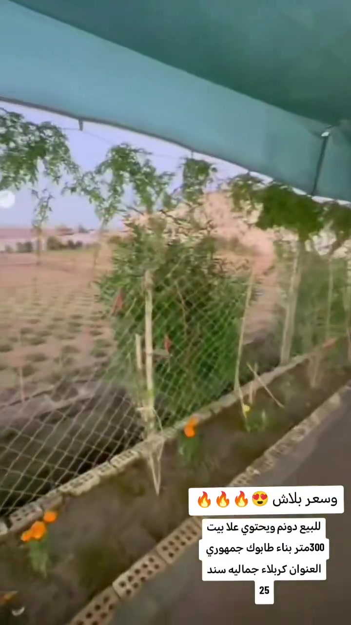 كربلاء الجماليه • دونم • بيت ٣٠٠م