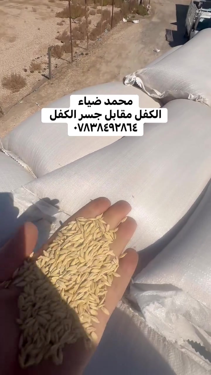 🌾 شعير روسي بذور درجة أولى 🌾
مكتب محمد ضياء الزراعي

على بركه الله وصول شعير روسي 

بذور درجه اولى خالي من الشوائب 
وزن الكيس موحد ٥٠ كغم 

يصلح بذور ويصلح علف 

بسعر مناسب 

التوصيل مجاني للكميات 

✅ نظيف 100% بدون تراب ولا شوائب

✅ يصلح علف و يصلح بذور

✅ مجرب ومضمون - إنتاج عالي

📍 العنوان: بابل - الكفل - مقابل جسر الكفل
📞 للحجز والاستفسار: ***********

#شعير #شعيرعراقي #اعلاف #مكتبمحمد_ضياء #الكفل

نص مكتوب في الصور:
- محمد ضياء ***********
- محمد ضياء
- ***********