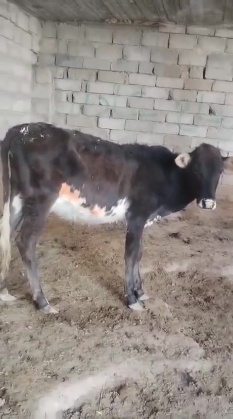 حولي وحوليه • جنس حلوات • الشرقاط صلاح الدين