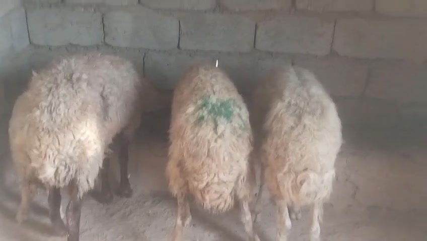 نعاج • طرحت جديد • شركاط سديره