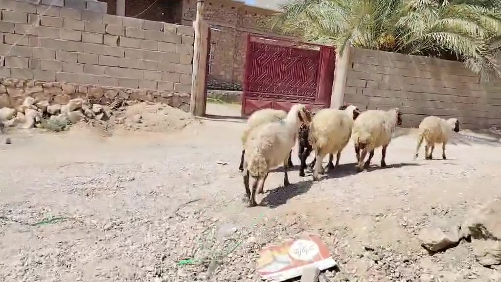 بسم الله تبارك الرحمن ♥
اخوان متاح نعاج عدد6 كلهن عشار بس ماضمن عن لمفاشل نعاج  شرط نصاح سن ةشطر وعلاكل عيب سعر زوج635 مكان الانبار حديثه *********** وبي واتساب
