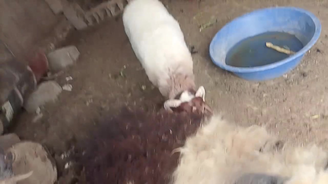 متاحه • طليان • بيه مجال