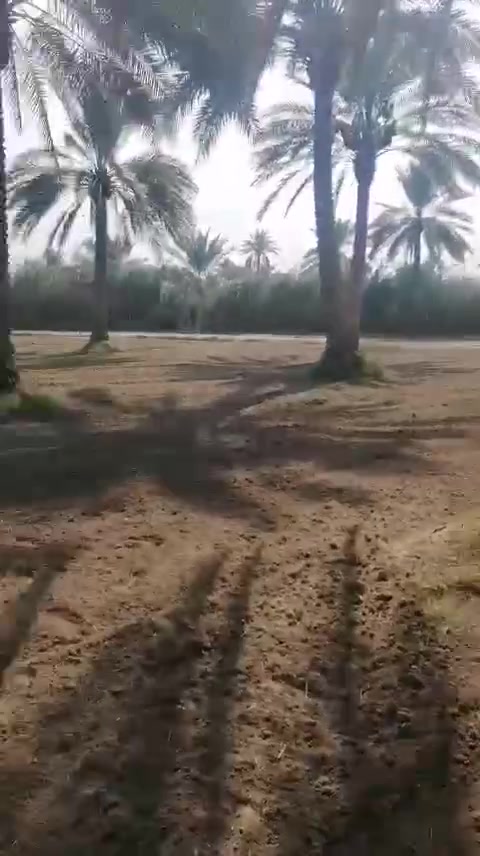 الحسينيه بغداد • طابو زراعي • ٥٠ نخلة زهدي