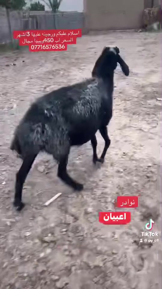 ورجينه • العماره • ٣أشهر