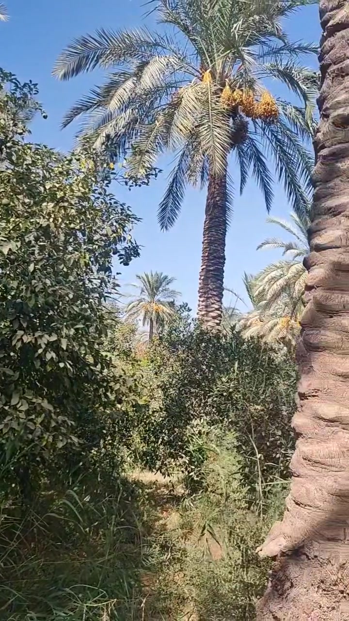 السعر = 275 مليون وقابل للتفاوض 
بستان مسيج للبيع 
المساحة دونمين الا 600 متر ( يعني 4400 متر )
طابو زراعي سند 25 
ديالى منصوريه الشط 
للاستفسار ***********
