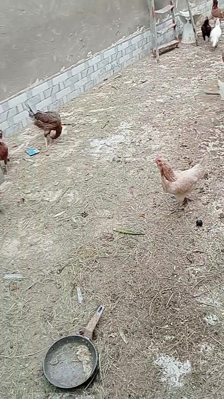 دجاج عرب • ملقح • ٢٦ دجاجه ٥ ديوك