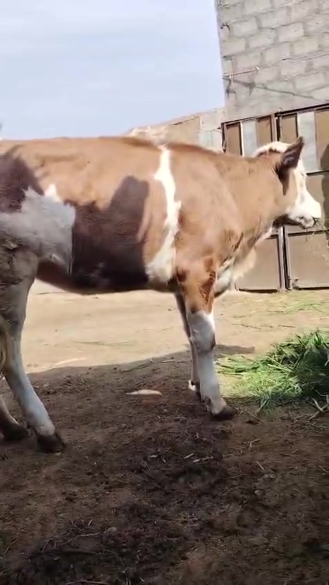 بجر • سميتال • صارله شهر ونص