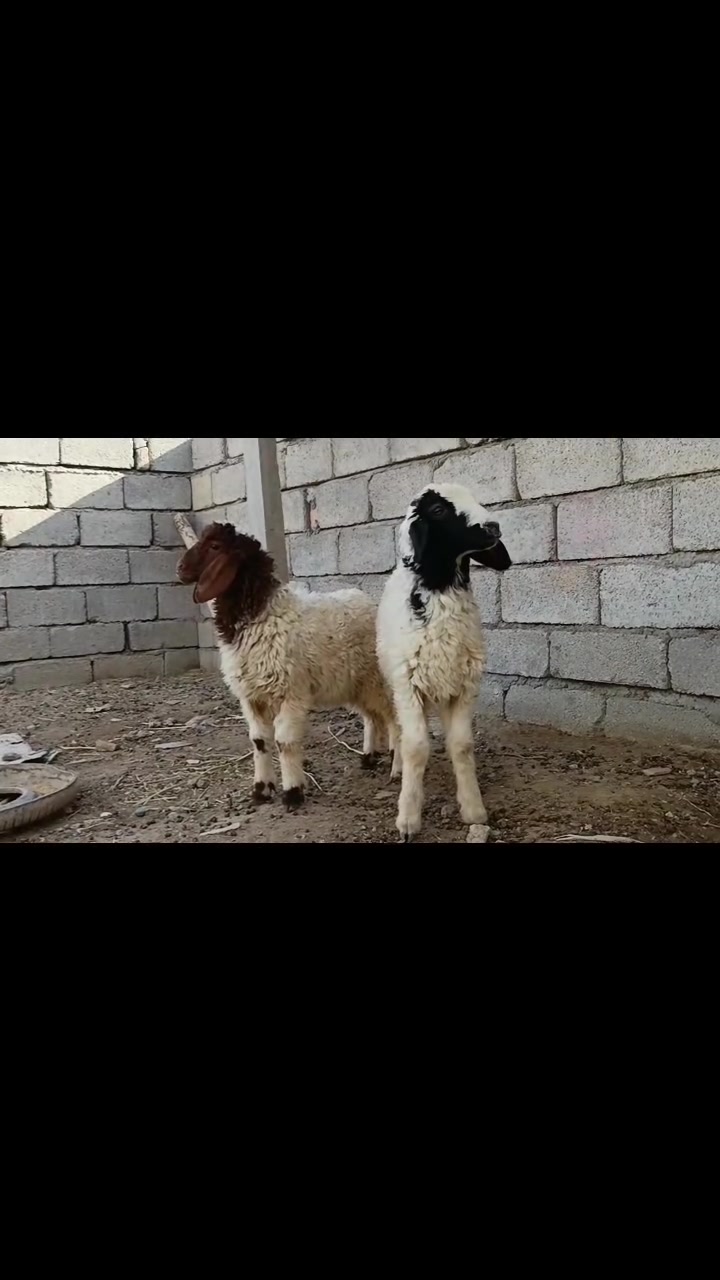 السلام عليكم
خاروف وفطيمه للبيع
مكاني الشرقاط قرية شكرآ
السعر 320 
الشاري يتصل 
***********
***********
