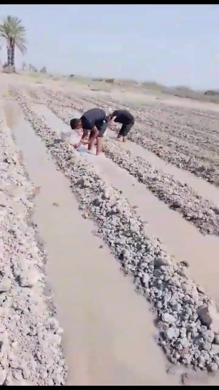 العنده شتال بصل شتال خس شتال لهانه يوجد كادر عمال شغل درجه اوله اتصل وبيك خير ودلل ‏‪***********‬‏
