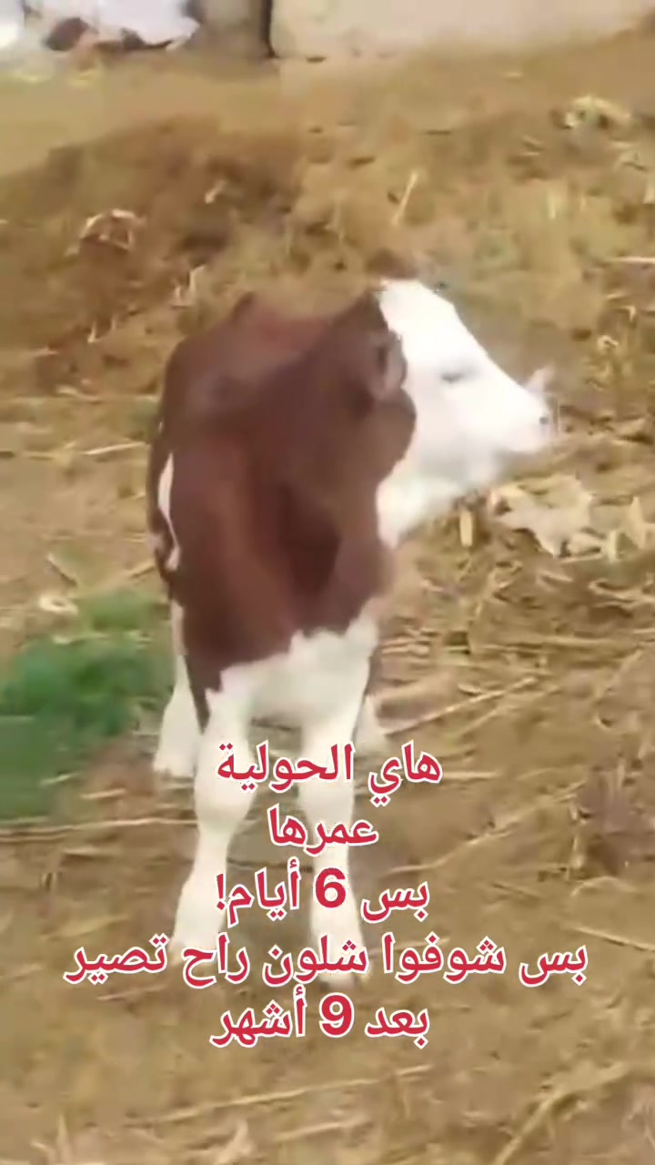 من عمر 6 أيام… إلى عمر 9 أشهر 🐄🔥

نفس الحولية، نفس الأم… لكن شوفوا الفرق بالحجم والنمو 😍

هاي النتيجة مو مجرد حظ، الاختيار الصحيح للأم  والتلقيح الاصطناعي ممكن يصنع فرق واضح بالجيل الجديد.

📸 بالصورة الأولى: عمرها 6 أيام
📸 بالصورة الثانية: عمرها 9 أشهر

والسؤال إلكم 👇
برأيكم شكد راح يوصل وزنها لما تكمل سنة؟ 🤔🐄

📍 عيادة الشهم البيطرية
📞 للتواصل والاستفسار عن التلقيح الاصطناعي والسلالات المتوفرة راسلونا على الصفحة. او ***********

#عيادة_الشهم_البيطرية #التلقيح_الاصطناعي #أبقار #تربية_الأبقار #سلالات_الأبقار الحويجة كركوك
