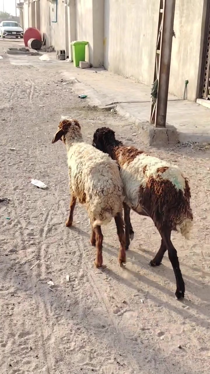 نعجات جناي • البصره زبير • توصيل
