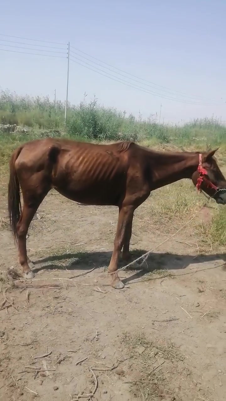 فرس عربية • ضعيفة • مناسبة هدية