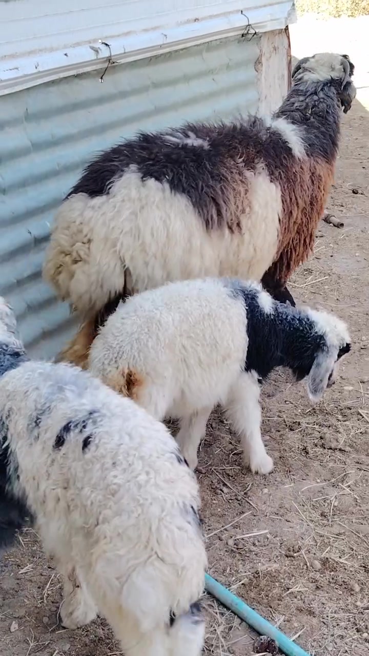للبيع نعجه وراهه توم فطايم حانيه فوك بناتهه شرط على كل عيب وين عشاق لاعشم مكان الانبار الحبانيه كولكم ***********
