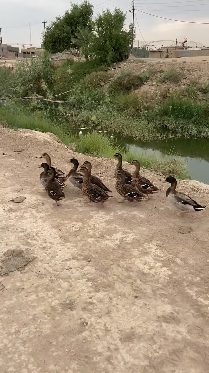 بشوش خضيري • بياضات • البصره القرنه