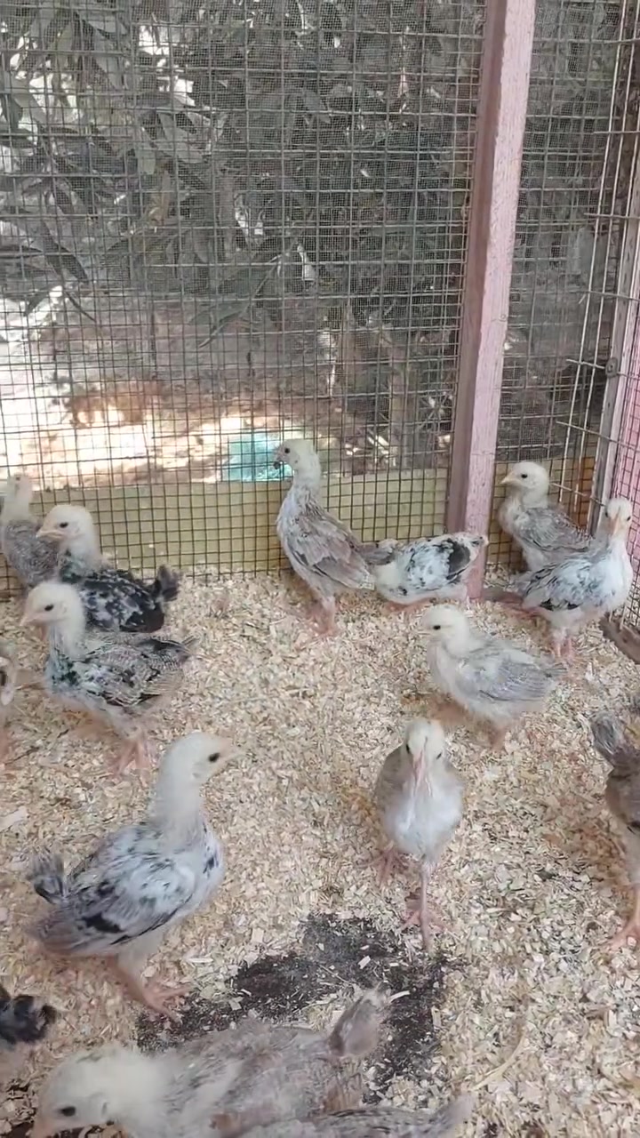 افراخ دندراور • عمر شهر • كربلاء