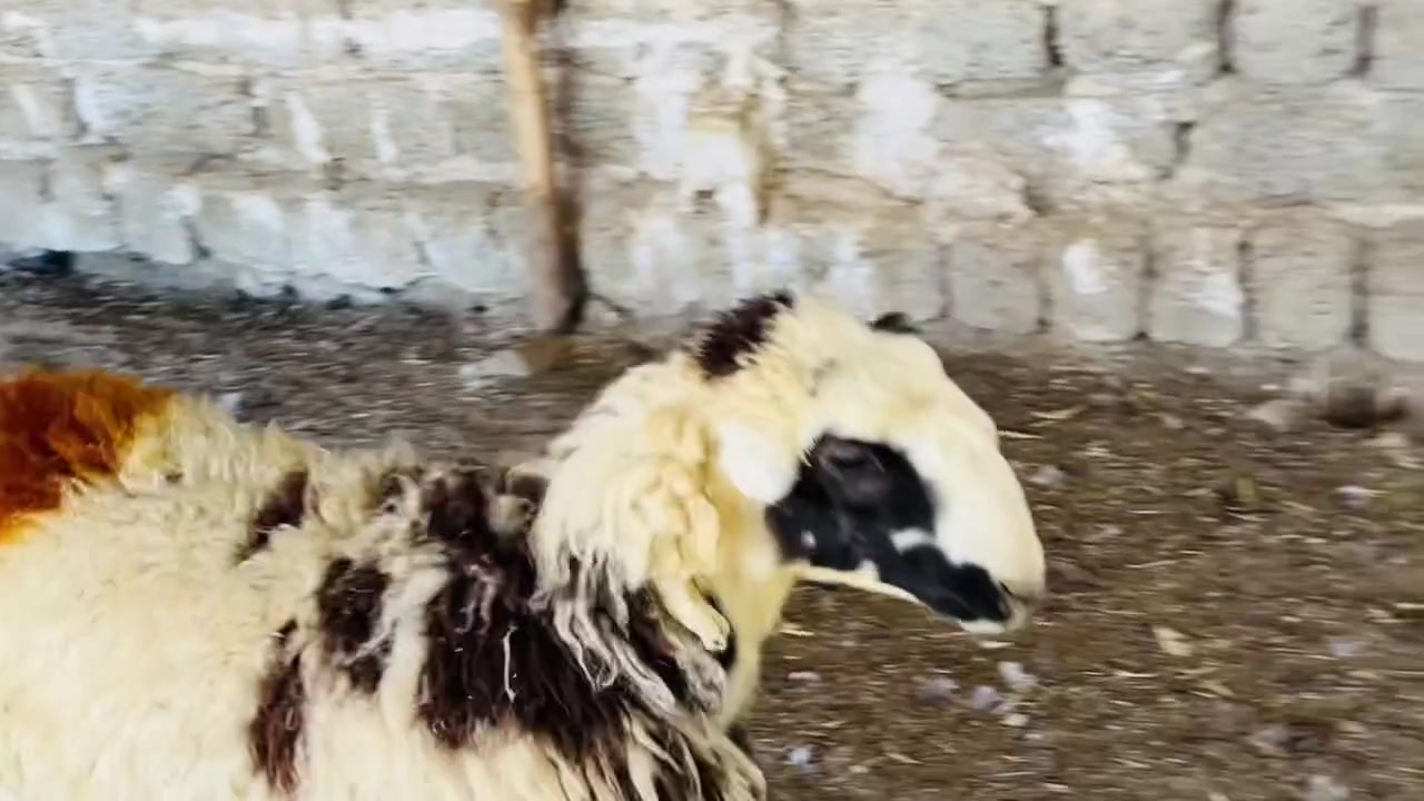 ٧ دجات • صرص • العلم سمره